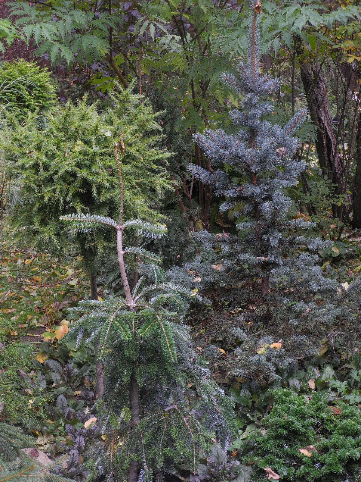 Abies veitchii 'pendula select'