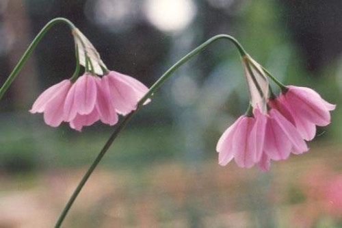 Allium insubricum pink