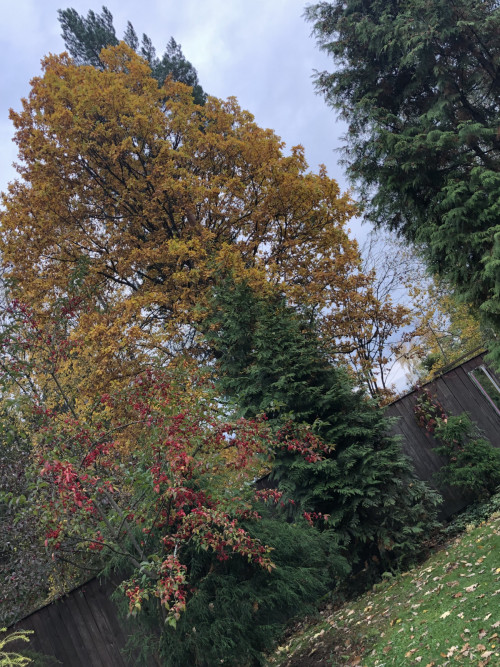 соседский дуб растет через дорогу,а листва с него вся у нас  осенью ((