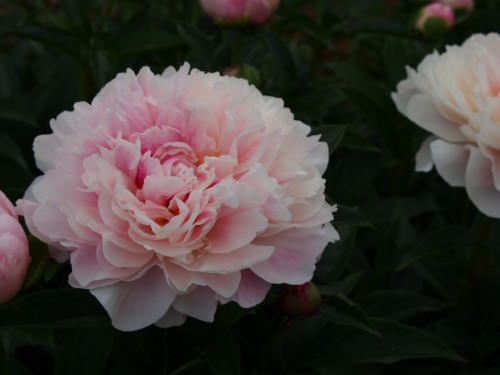 Serene-Pastel-39517021aee2fd8a7.jpg