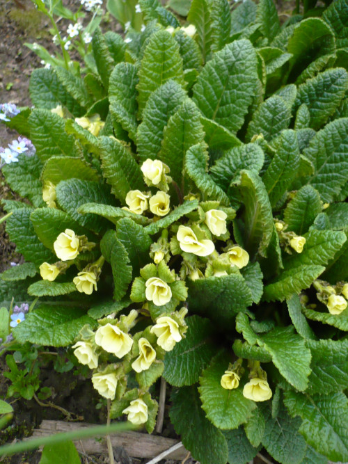 P1420229 17.05.20 Primula vulgaris Lissadell