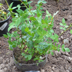 P1420005221c233dbce1d9a8