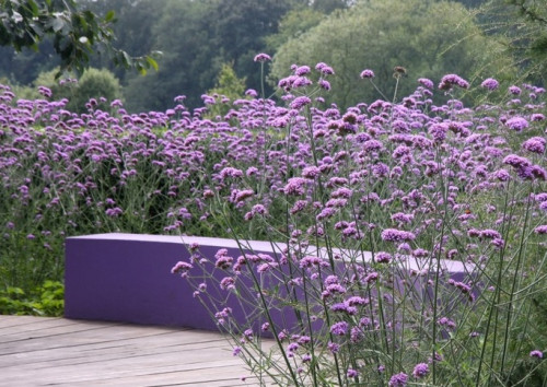 verbena-posadka-i-uhod-244c71c157b63e020.jpg