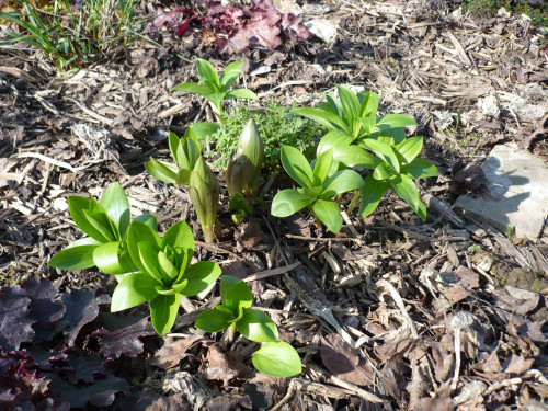 P1210743 27.04.12 Manitoba Fox. Молодые растения - из чешуек, посаженных весной 2010