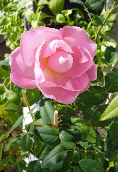 rose seedling 2