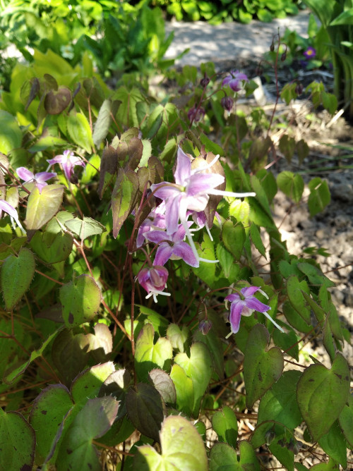 IMG 20220522 153259 Epimedium Myojo