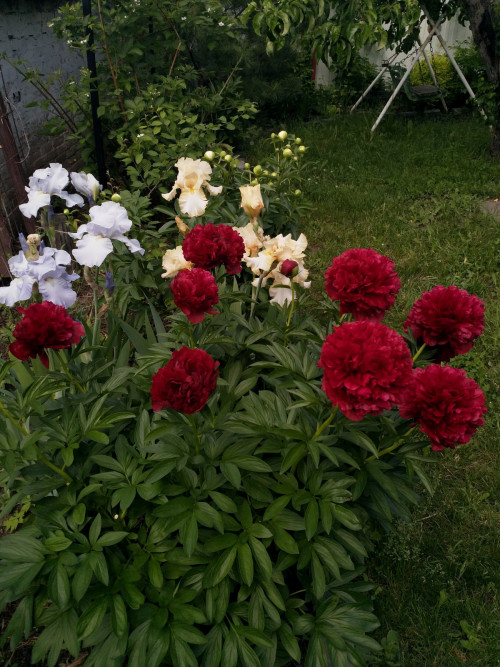 IMG 20220606 142847~2