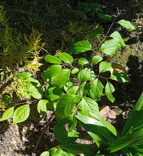 Syringa Amurensis