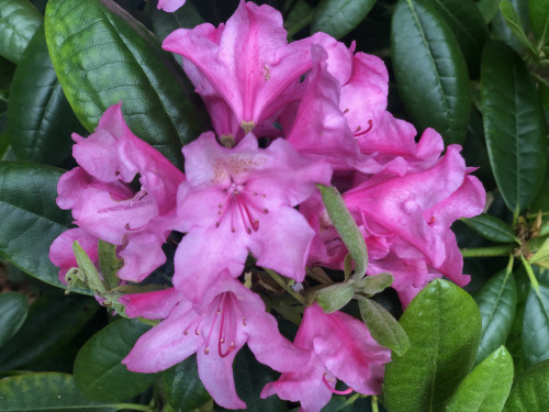 Rhododendron Haaga 22