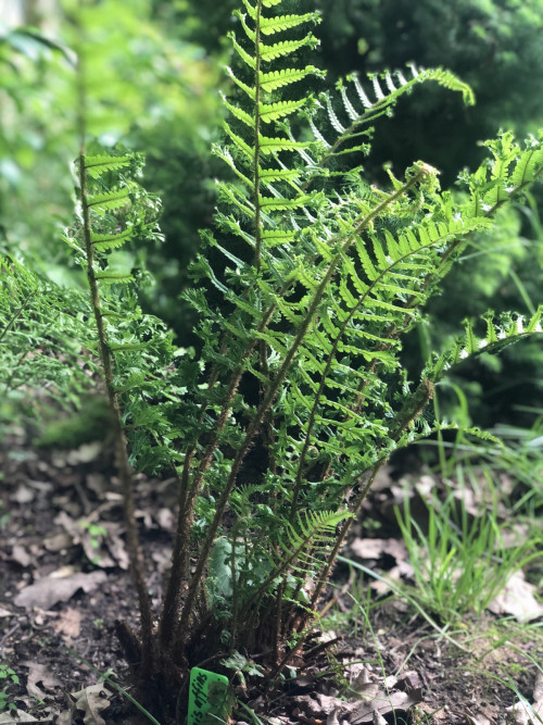 Dryopteris affinis Cristata The King  (2022 г)