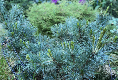 Pinus pumila Blue Dwarf