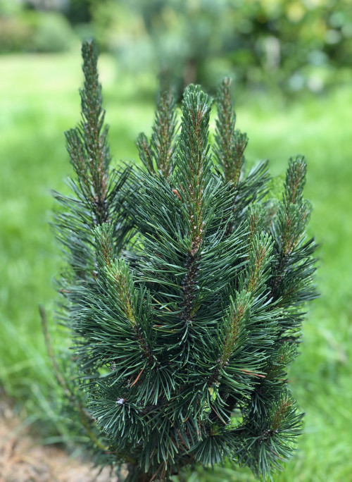 Pinus mugo Andrzej