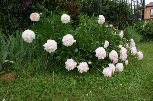 SONY DSC