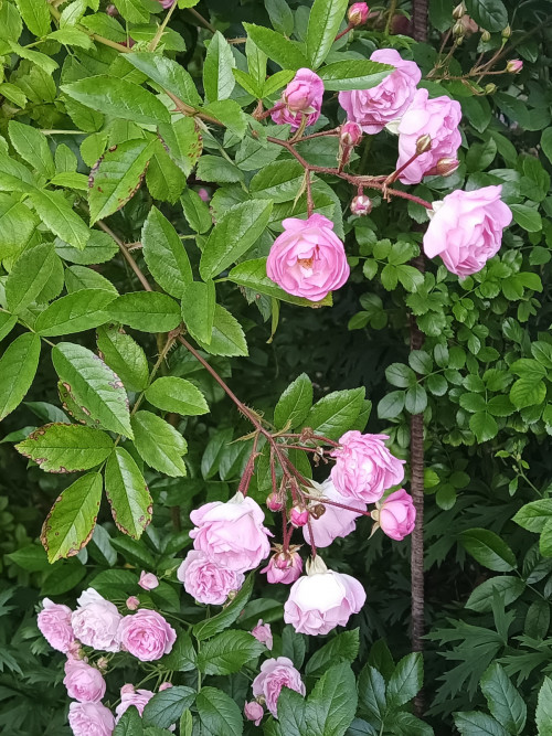 IMG 20220705 054439 672