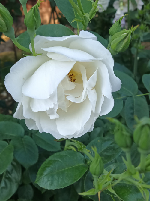IMG 20220705 061849 883