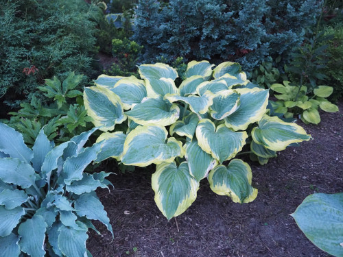 P7090058