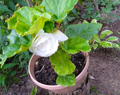 Begonia white2