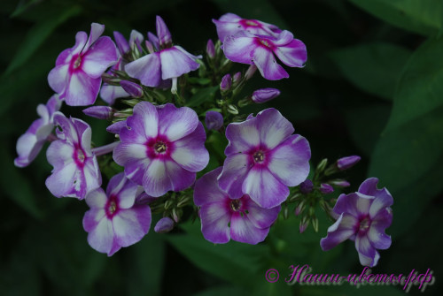 Margri_158d730379ac1de5c.jpg
