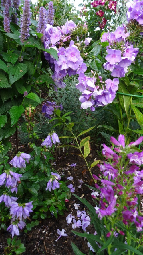 Пенстемон гибр. фиолетовые цветы 2