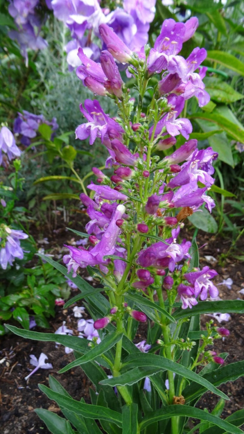 Пенстемон гибр. фиолетовые цветы 3