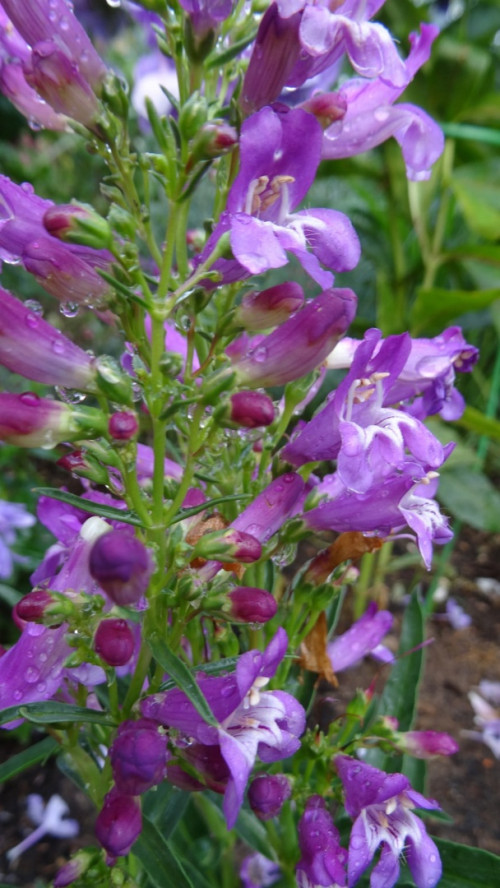 Пенстемон гибр. фиолетовые цветы 4
