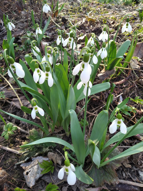 IMG_20230409_155805 Galanthus elwesii