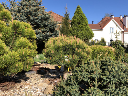 Pinus-mugo-Carstens-Wintergold-22-4-KOPIY73e6cb085c4f5e7e.jpg