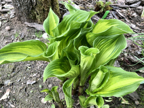 Hosta Amalia