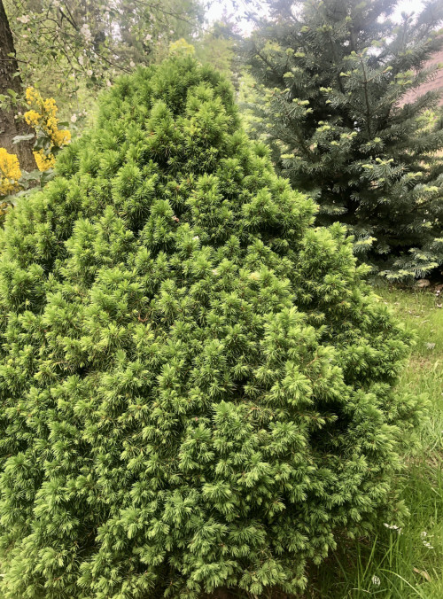 Picea glauca Alberta Globe