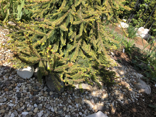 Picea abies Gold Drift 2 23 10 — копия