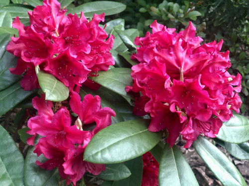 Rhododendron Neon Kiss 2023