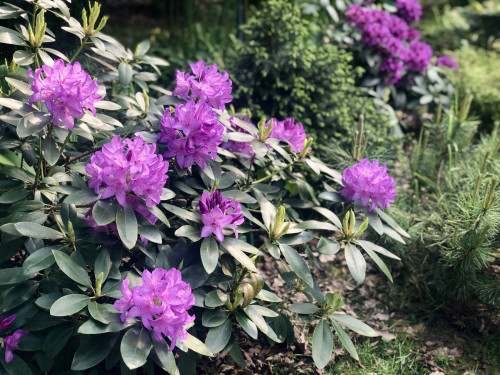 Rhododendron Catawbiense Grandiflorum 2023