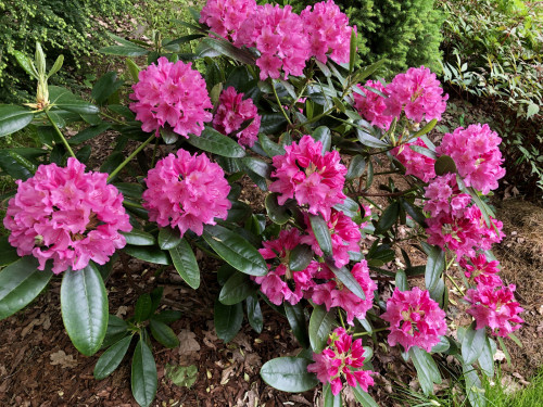 Rhododendron Haaga 2023