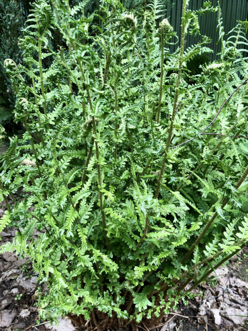 Dryopteris affinis Polydactyla Dadds (2023 г)