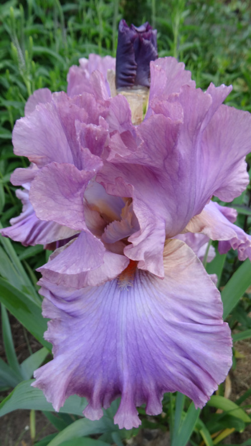 IRIS-BORODATYI-VIKTOR-KOROLEV-2569e8c76b9f5275b.jpg