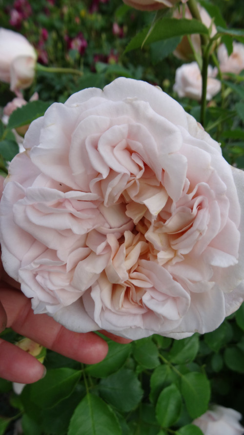 Cymbaline (6)