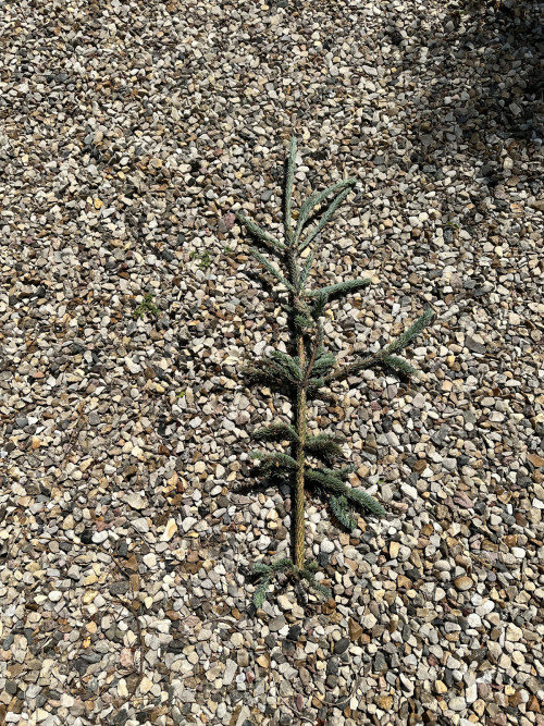 макушка Picea glauca Coerulea