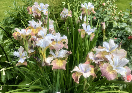 Iris sibirica Peacock Butterfly® Jerry Murphy