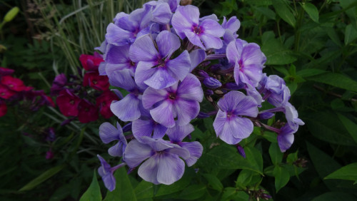 FLOKS-SO-STRIKAMI-102c63838ef8f4c09.jpg