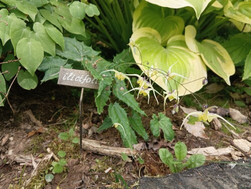 ilicifolium-23-6-22-3f15bb1403fec7ed0.jpg